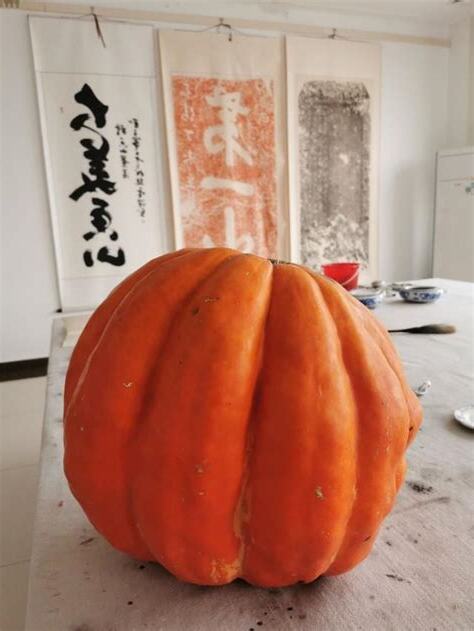 南瓜 屬性